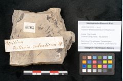 Foto (Objekt + Etikett) von Aspidium tertiareozeelandicum Ettingshausen (NHMW-GEO-2024-0188-10105)